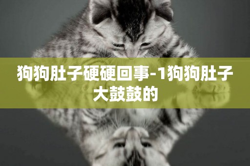 狗狗肚子硬硬回事-1狗狗肚子大鼓鼓的