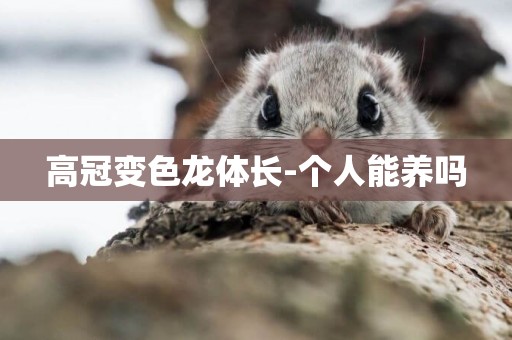 高冠變色龍體長-個人能養嗎