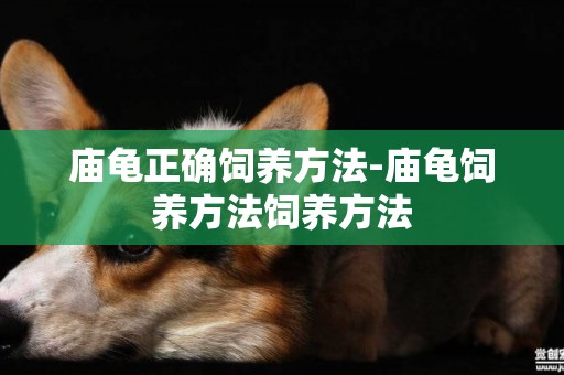 廟龜正確飼養方法-廟龜飼養方法飼養方法
