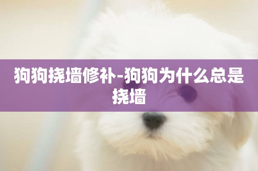 狗狗撓墻修補-狗狗為什么總是撓墻