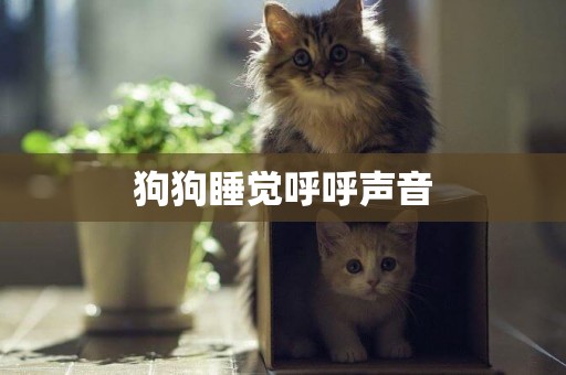 狗狗睡覺呼呼聲音