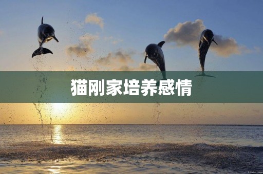 貓剛家培養感情