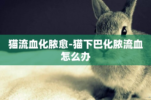 貓流血化膿愈-貓下巴化膿流血怎么辦