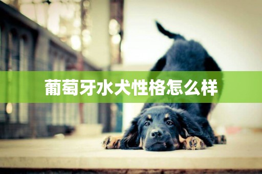 葡萄牙水犬性格怎么樣
