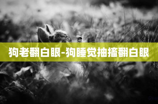 狗老翻白眼-狗睡覺抽搐翻白眼