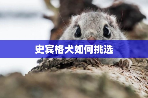 史賓格犬如何挑選