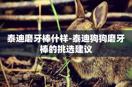 泰迪磨牙棒什樣-泰迪狗狗磨牙棒的挑選建議