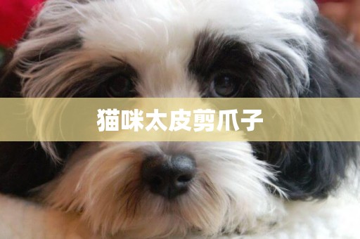 貓咪太皮剪爪子