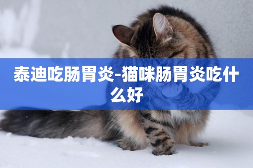 泰迪吃腸胃炎-貓咪腸胃炎吃什么好