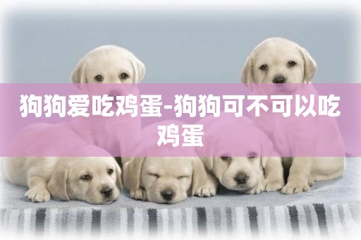 狗狗愛吃雞蛋-狗狗可不可以吃雞蛋