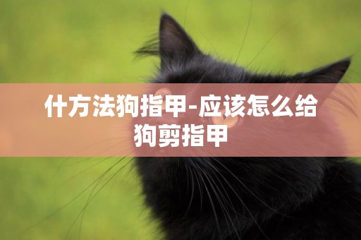 什方法狗指甲-應該怎么給狗剪指甲