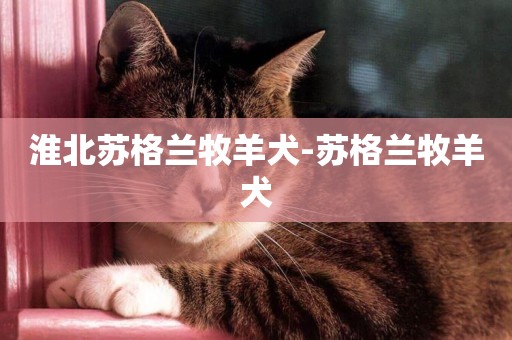 淮北蘇格蘭牧羊犬-蘇格蘭牧羊犬