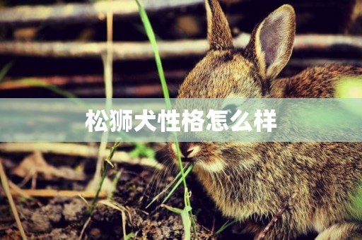 松獅犬性格怎么樣
