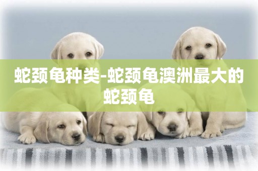 蛇頸龜種類-蛇頸龜澳洲最大的蛇頸龜