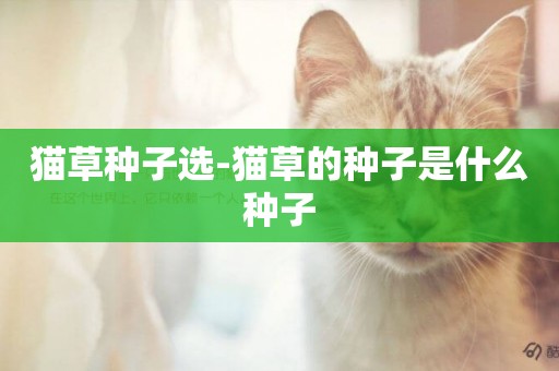 貓草種子選-貓草的種子是什么種子