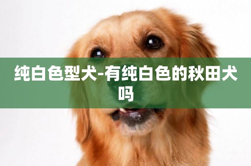 純白色型犬-有純白色的秋田犬嗎