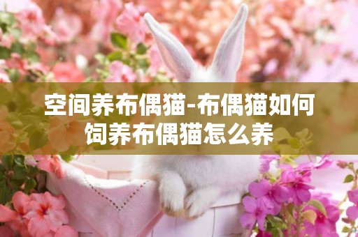 空間養布偶貓-布偶貓如何飼養布偶貓怎么養