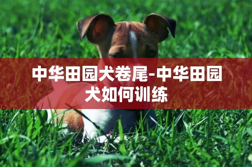 中華田園犬卷尾-中華田園犬如何訓練