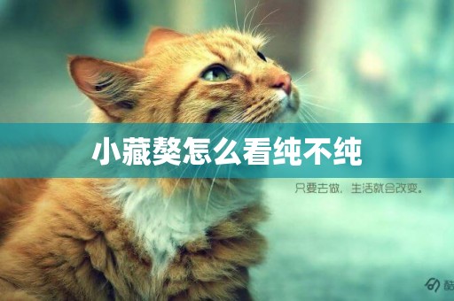 小藏獒怎么看純不純