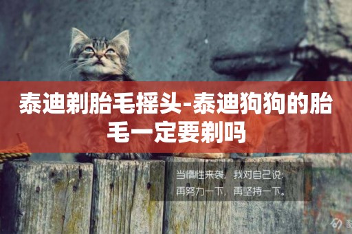 泰迪剃胎毛搖頭-泰迪狗狗的胎毛一定要剃嗎