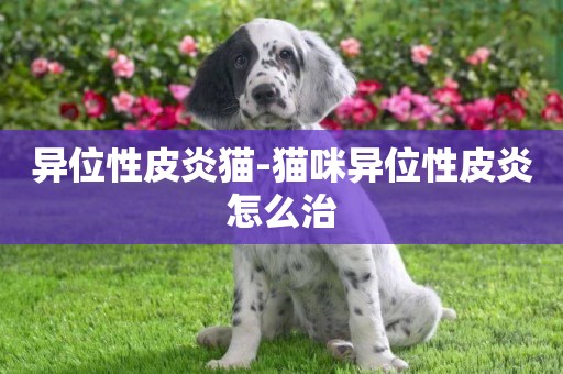 異位性皮炎貓-貓咪異位性皮炎怎么治