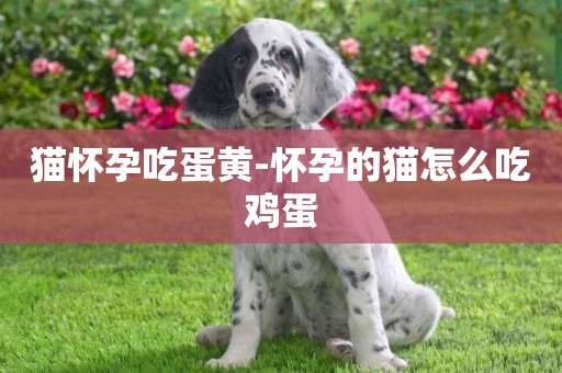 貓懷孕吃蛋黃-懷孕的貓怎么吃雞蛋