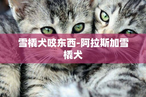 雪橇犬咬東西-阿拉斯加雪橇犬