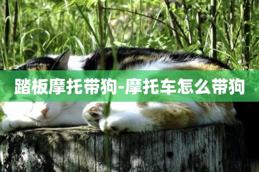 踏板摩托帶狗-摩托車怎么帶狗