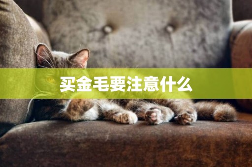 買金毛要注意什么