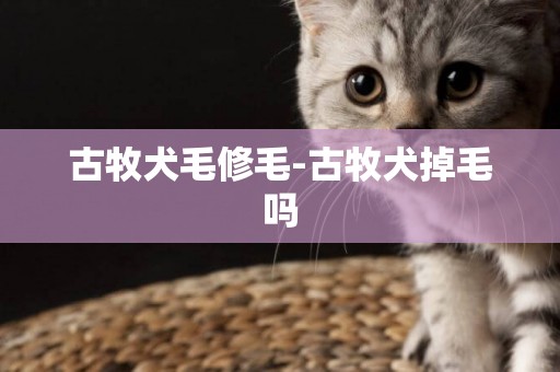 古牧犬毛修毛-古牧犬掉毛嗎