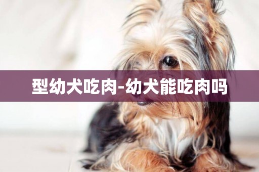 型幼犬吃肉-幼犬能吃肉嗎