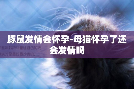 豚鼠發情會懷孕-母貓懷孕了還會發情嗎