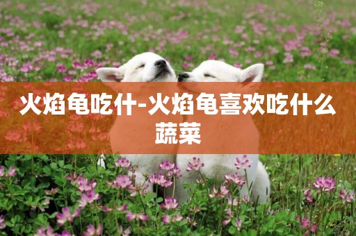 火焰龜吃什-火焰龜喜歡吃什么蔬菜