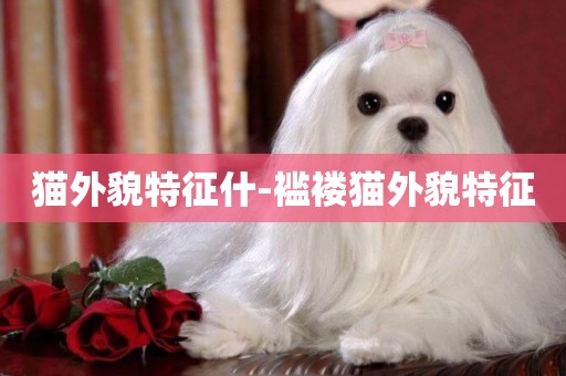 貓外貌特征什-襤褸貓外貌特征