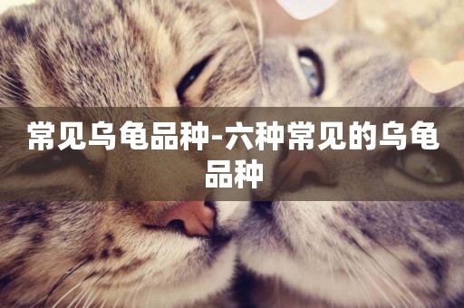 常見烏龜品種-六種常見的烏龜品種