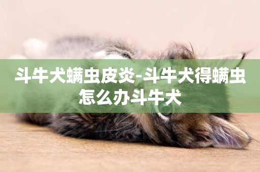 斗牛犬螨蟲皮炎-斗牛犬得螨蟲怎么辦斗牛犬