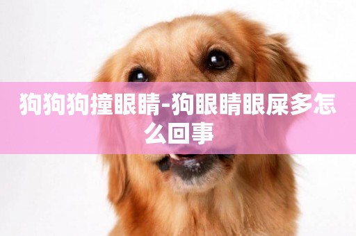 狗狗狗撞眼睛-狗眼睛眼屎多怎么回事