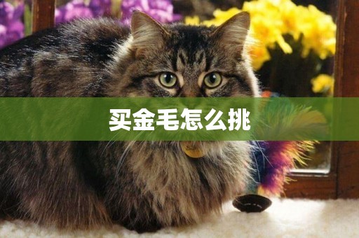 買金毛怎么挑