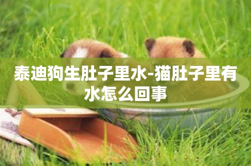 泰迪狗生肚子里水-貓肚子里有水怎么回事