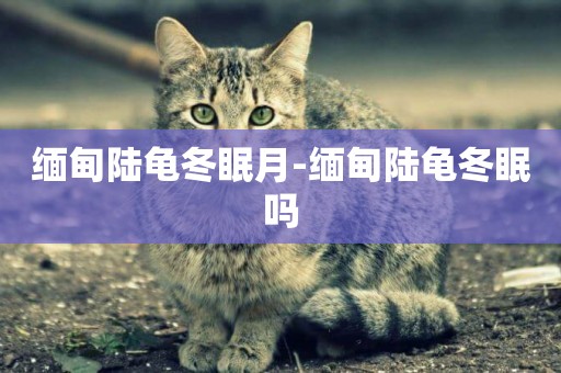 緬甸陸龜冬眠月-緬甸陸龜冬眠嗎