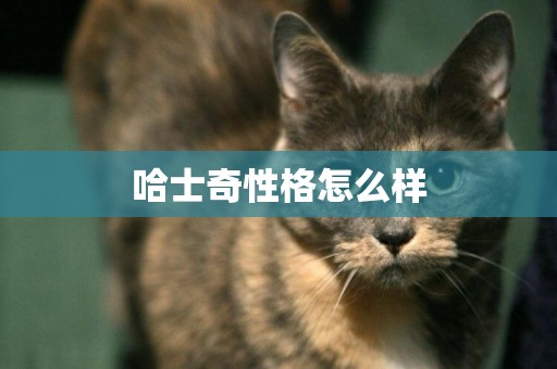 哈士奇性格怎么樣