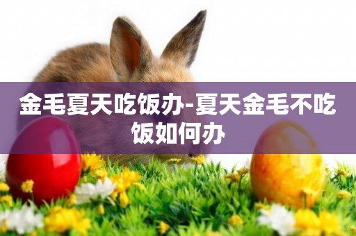 金毛夏天吃飯辦-夏天金毛不吃飯如何辦