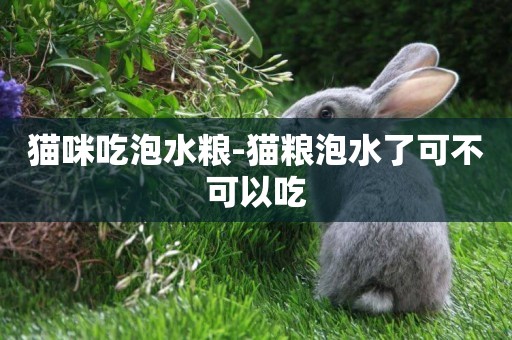 貓咪吃泡水糧-貓糧泡水了可不可以吃