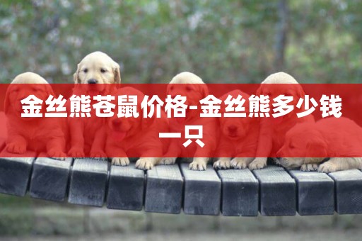 金絲熊蒼鼠價格-金絲熊多少錢一只