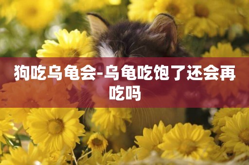 狗吃烏龜會-烏龜吃飽了還會再吃嗎