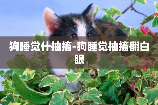狗睡覺什抽搐-狗睡覺抽搐翻白眼