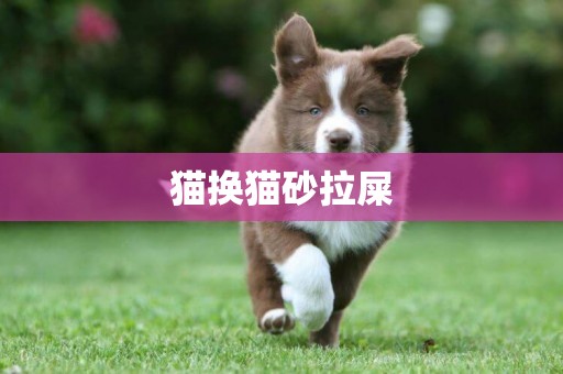 貓換貓砂拉屎