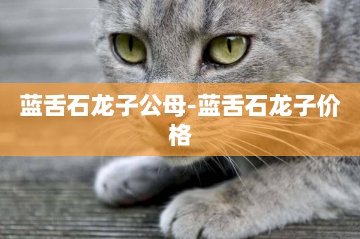 藍舌石龍子公母-藍舌石龍子價格