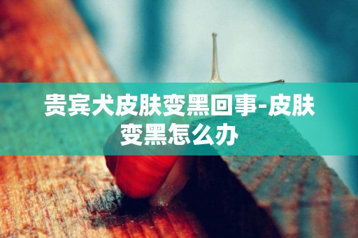 貴賓犬皮膚變黑回事-皮膚變黑怎么辦