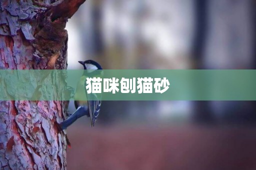 貓咪刨貓砂
